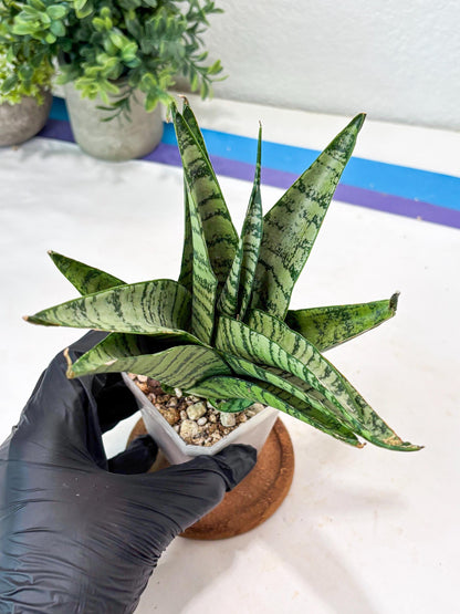 Sansevieria Emerly (#Ba53) | Imported Plant
