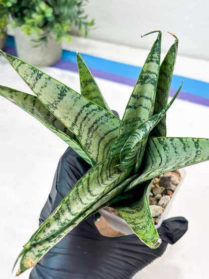 Sansevieria Emerly (#Ba53) | Imported Plant