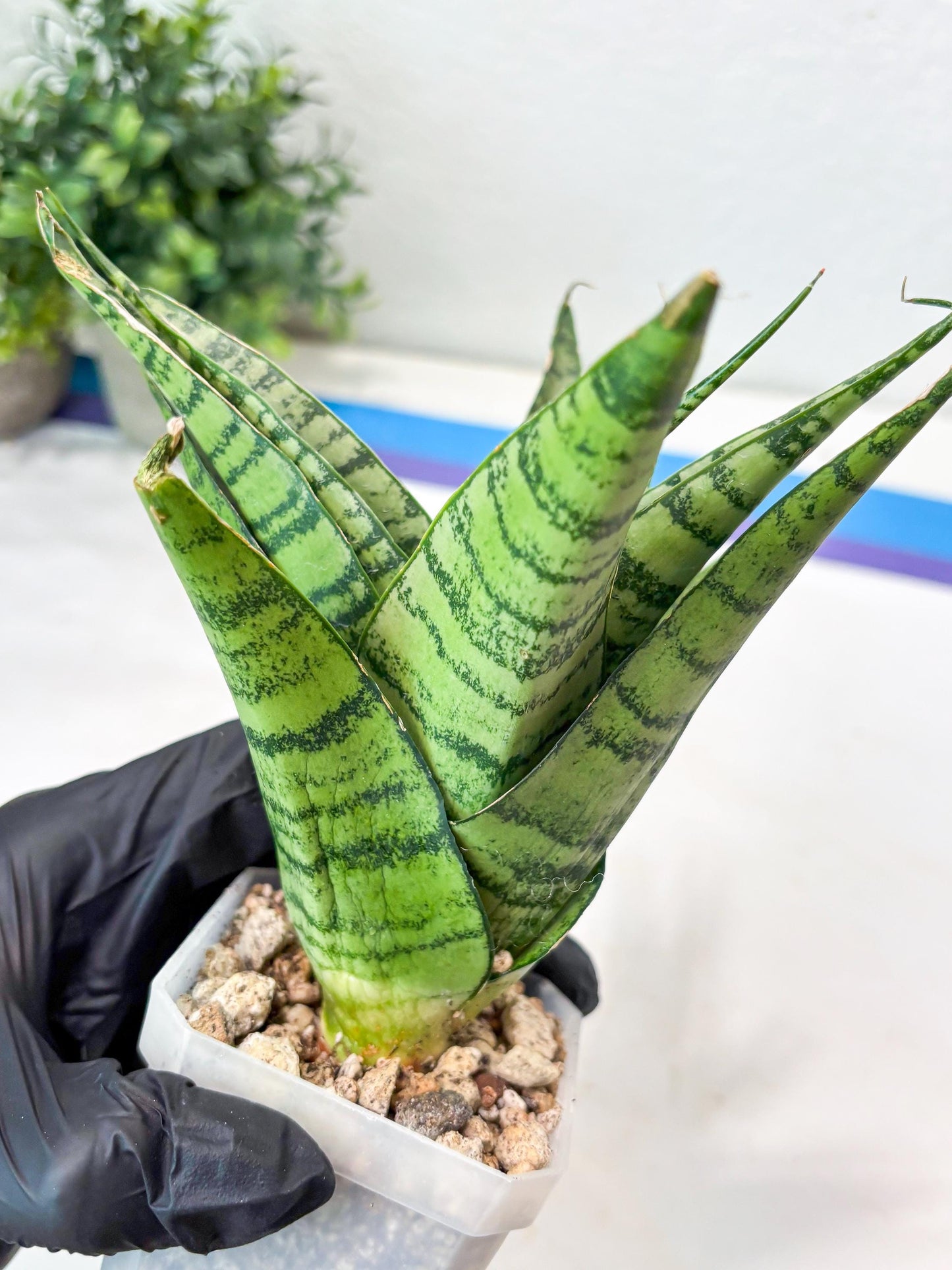 Sansevieria Emerly (#Ba53) | Imported Plant