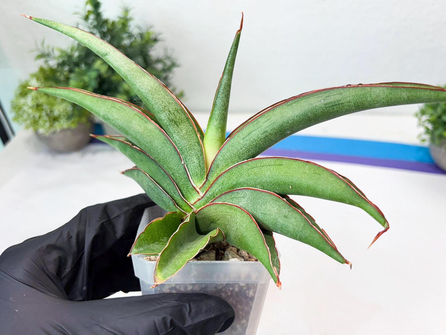 Sansevieria Hanami (#Ba54) (Blue) | Imported Plant