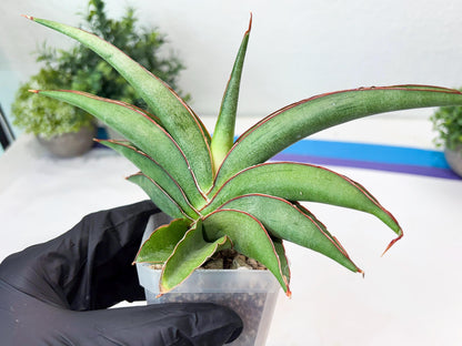 Sansevieria Hanami (#Ba54) (Blue) | Imported Plant