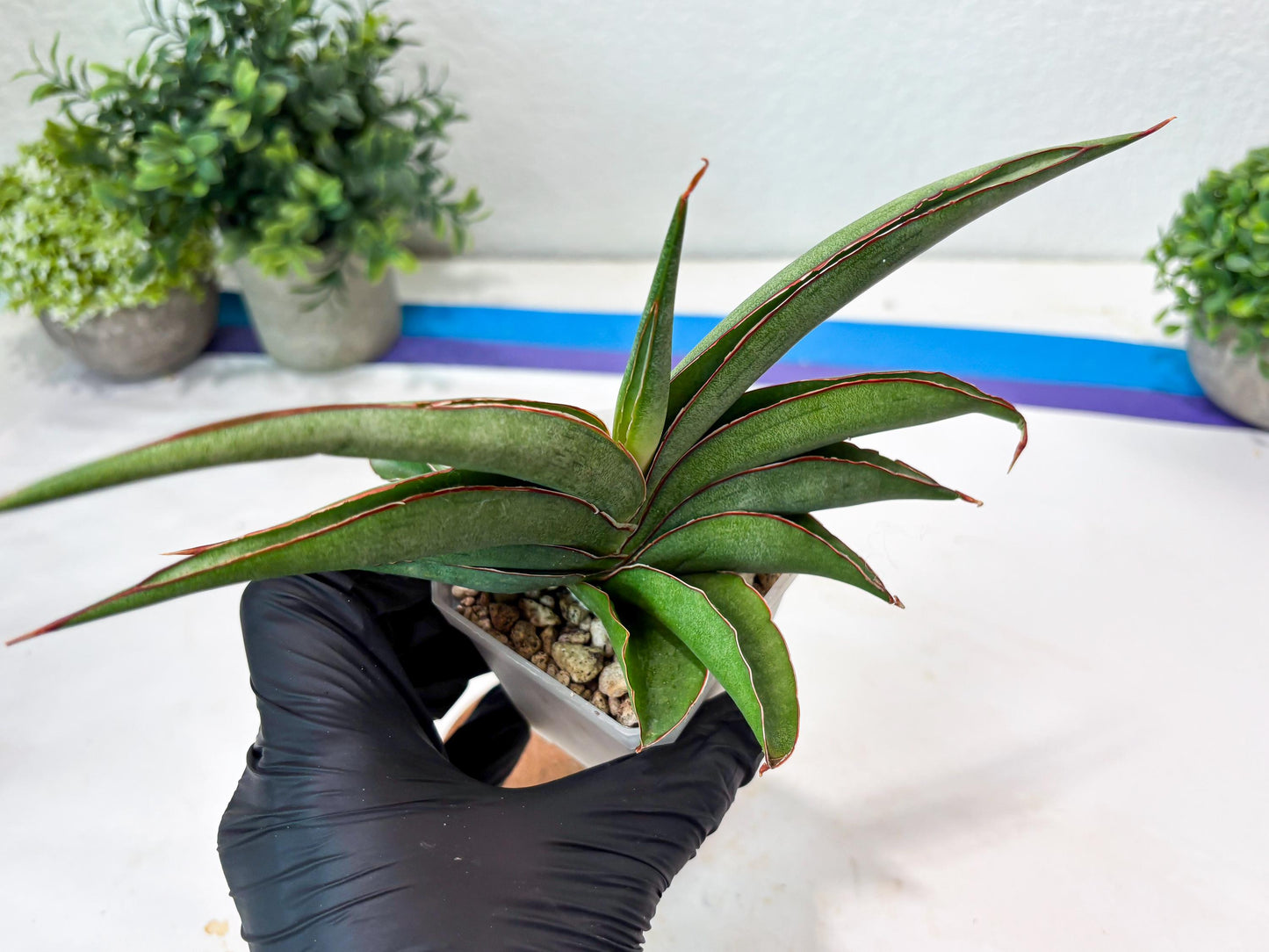 Sansevieria Hanami (#Ba54) (Blue) | Imported Plant