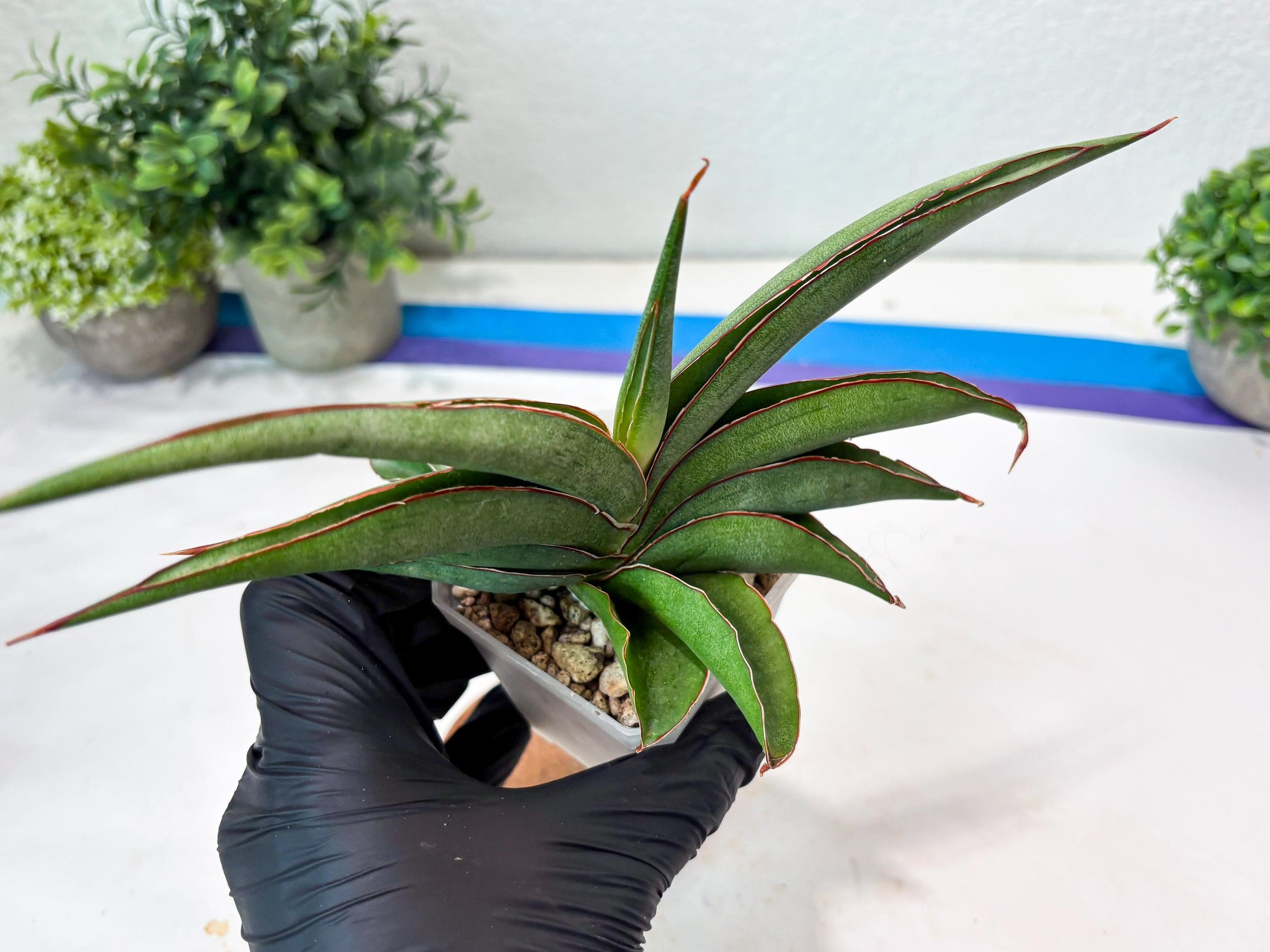 Sansevieria Hanami (#Ba54) (Blue) | Imported Plant