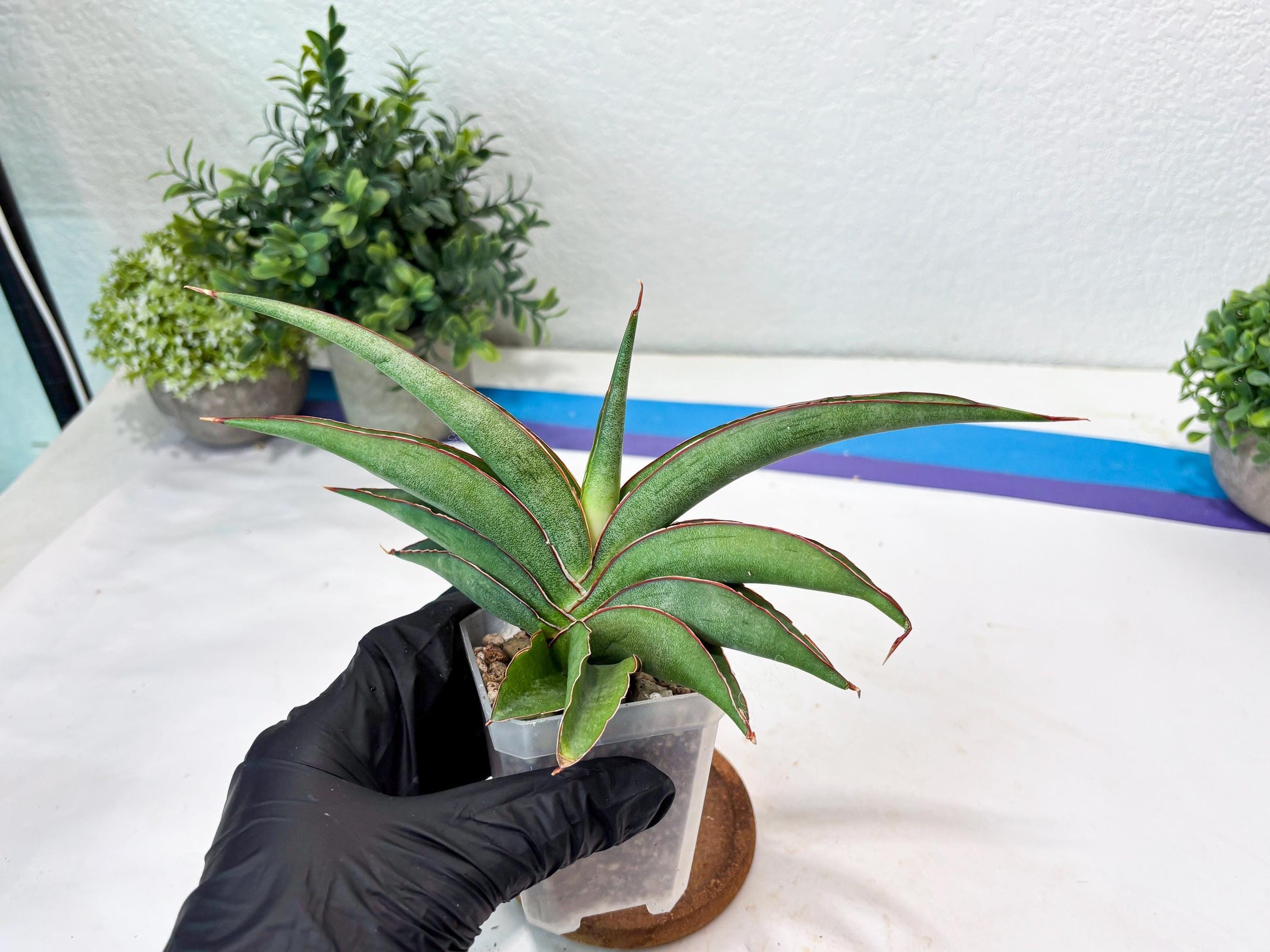 Sansevieria Hanami (#Ba54) (Blue) | Imported Plant