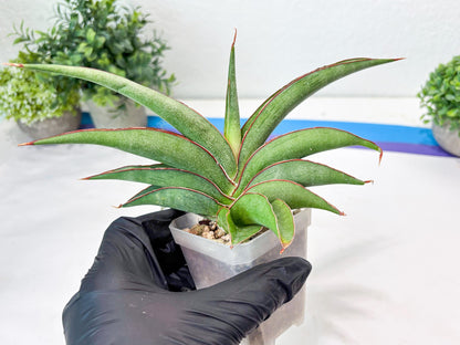 Sansevieria Hanami (#Ba54) (Blue) | Imported Plant