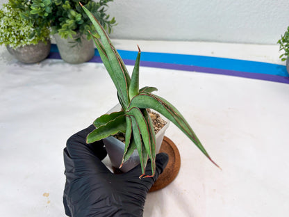Sansevieria Hanami (#Ba54) (Blue) | Imported Plant