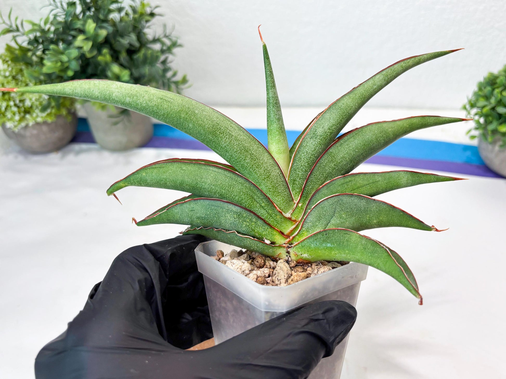 Sansevieria Hanami (#Ba54) (Blue) | Imported Plant