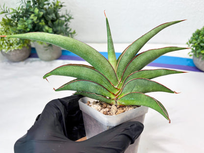 Sansevieria Hanami (#Ba54) (Blue) | Imported Plant