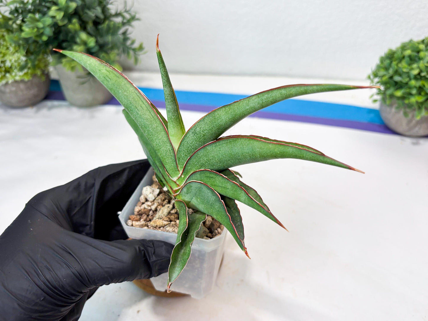 Sansevieria Hanami (#Ba54) (Blue) | Imported Plant