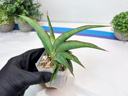 Sansevieria Hanami (#Ba54) (Blue) | Imported Plant