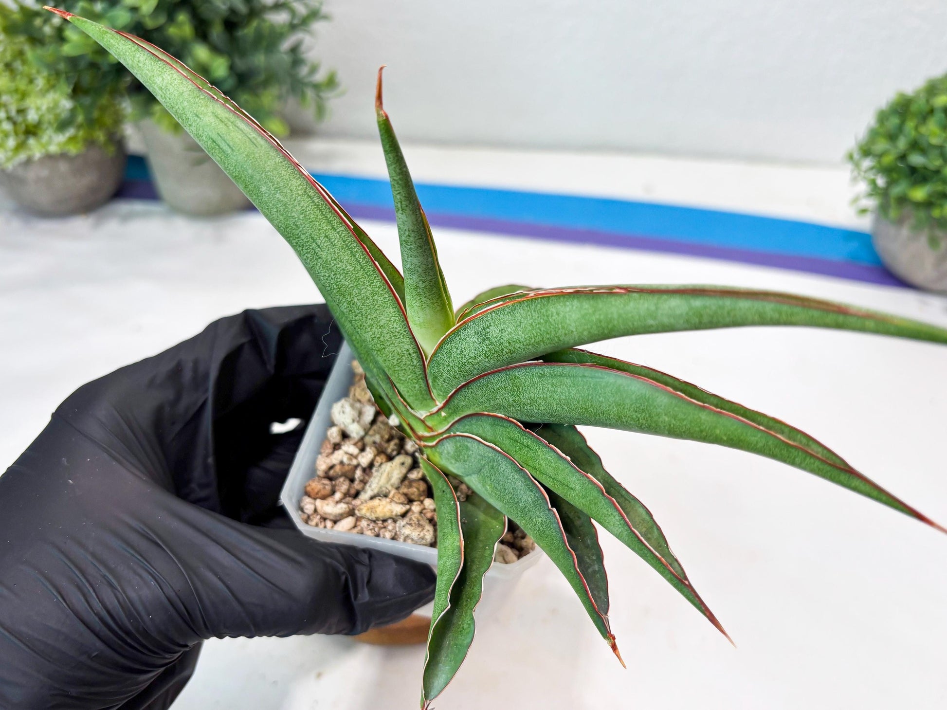 Sansevieria Hanami (#Ba54) (Blue) | Imported Plant
