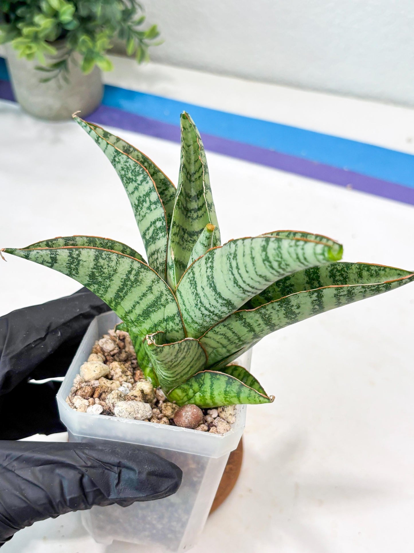 Sansevieria Gendut (#Ba55) | Imported Plant
