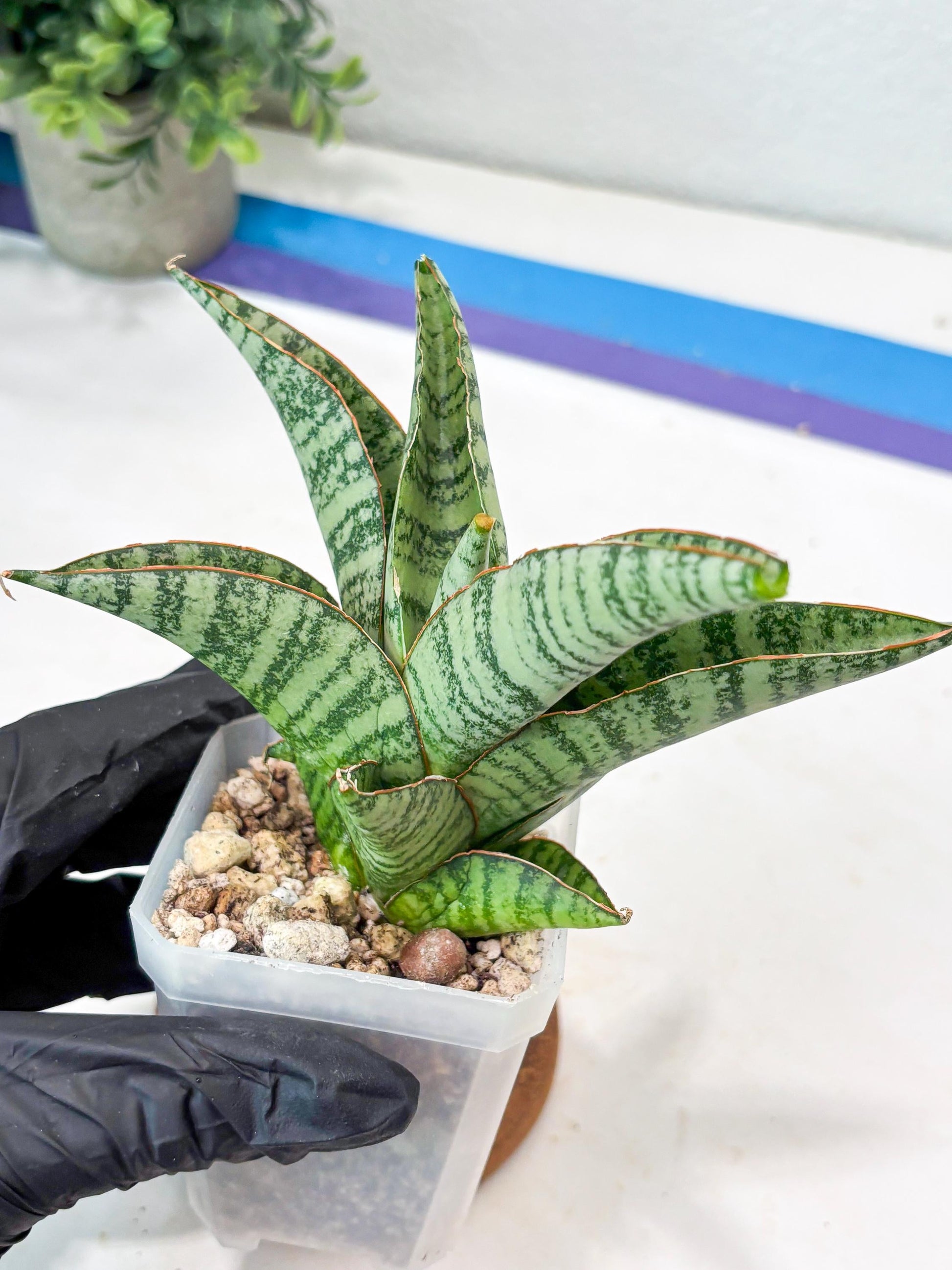 Sansevieria Gendut (#Ba55) | Imported Plant