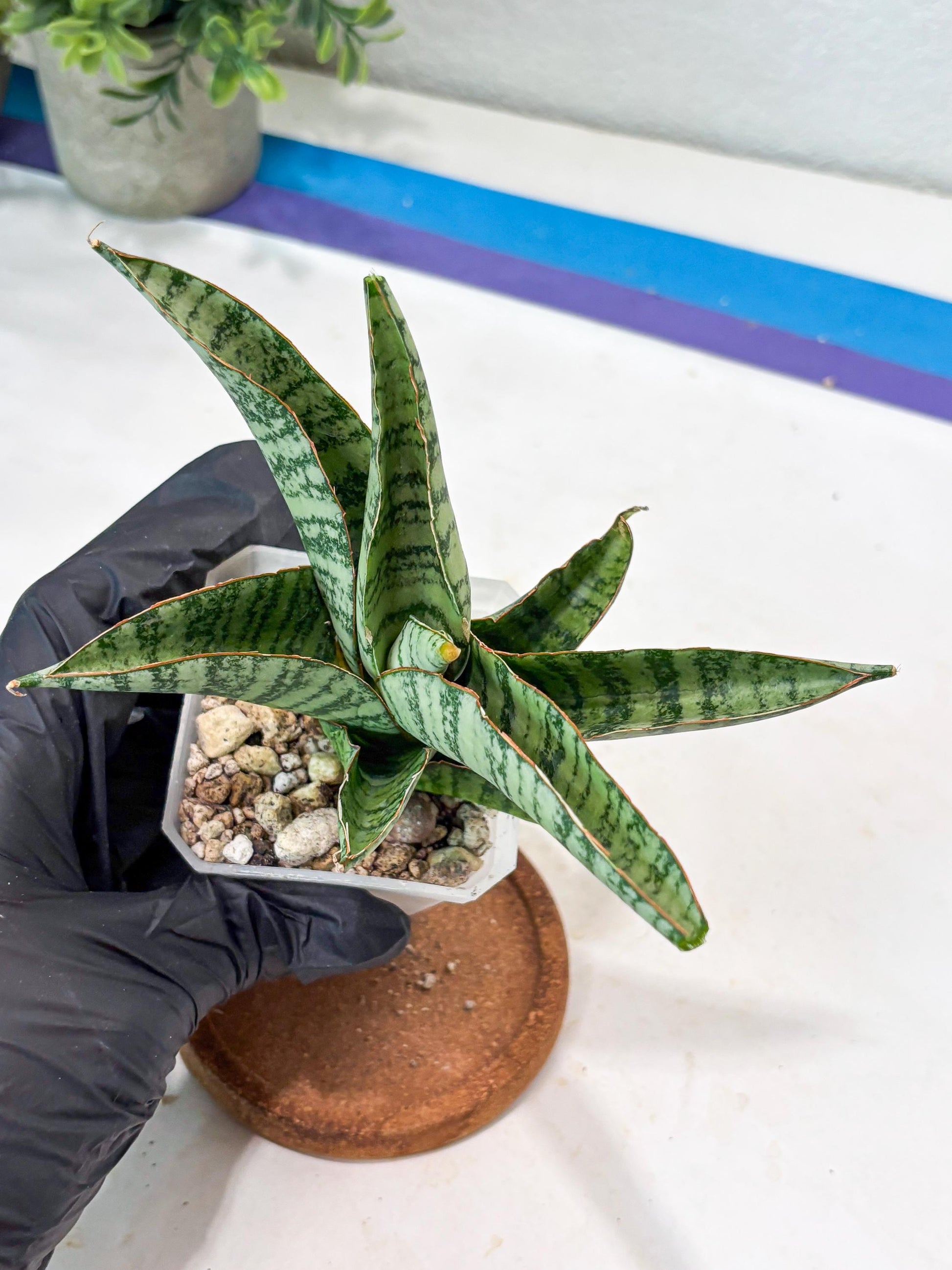 Sansevieria Gendut (#Ba55) | Imported Plant