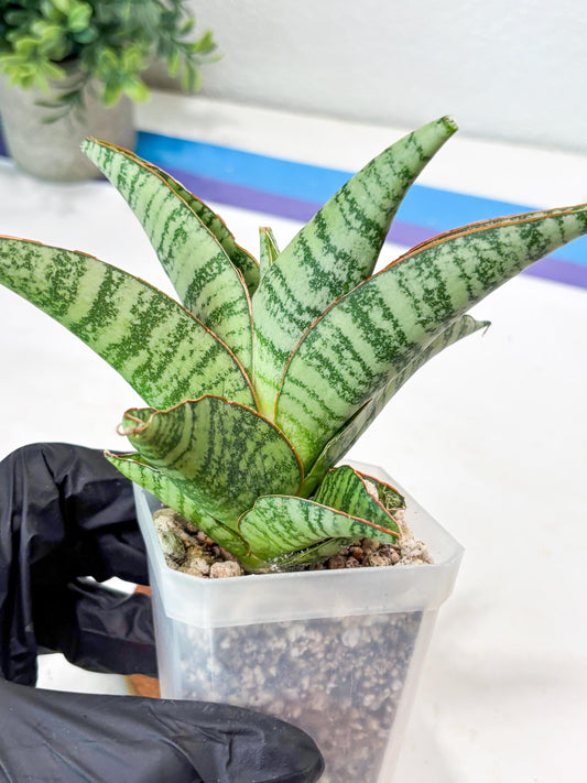Sansevieria Gendut (#Ba55) | Imported Plant