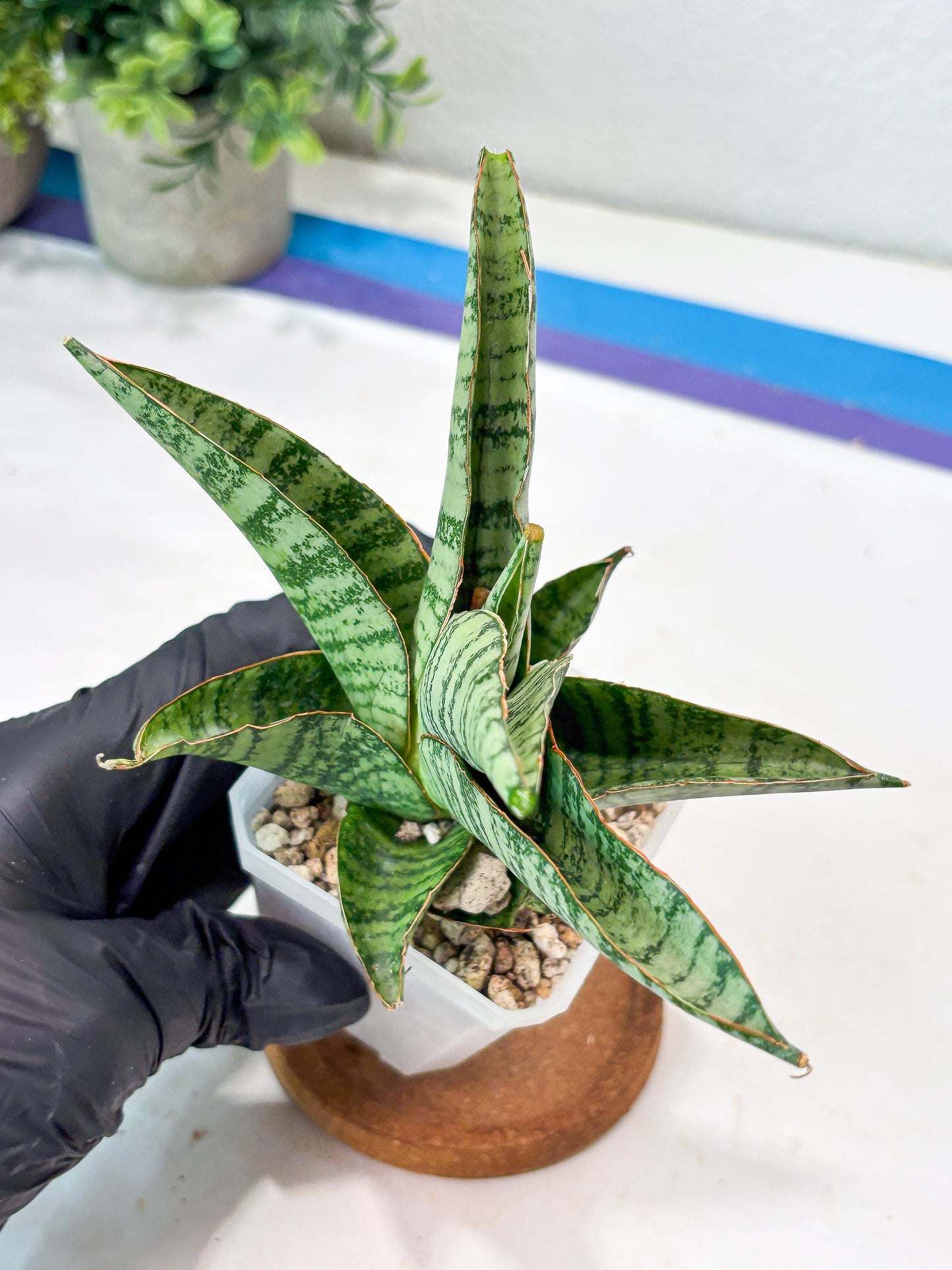 Sansevieria Gendut (#Ba55) | Imported Plant