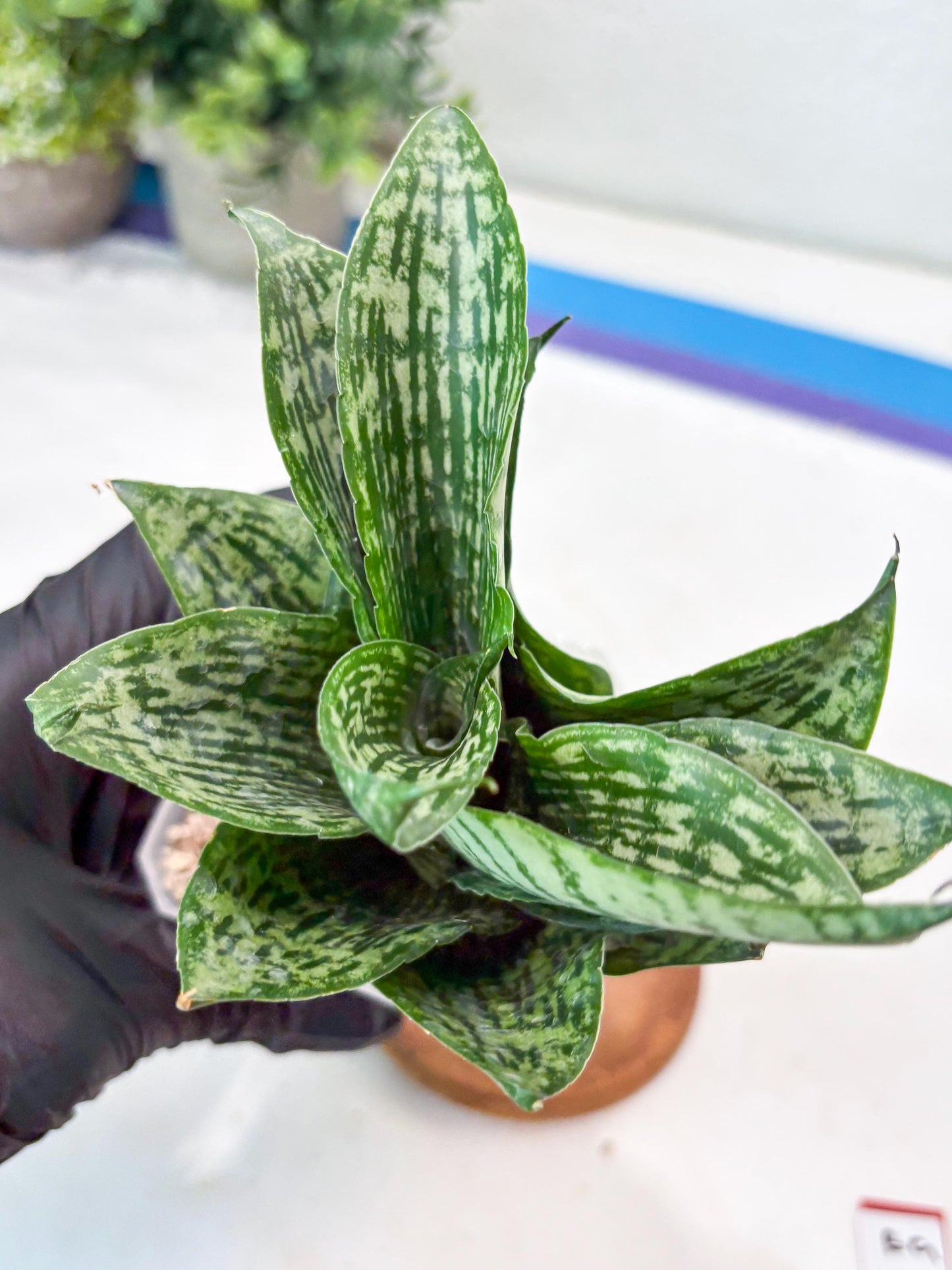 Sansevieria Kahuripan (#Ba58) | Imported Plant