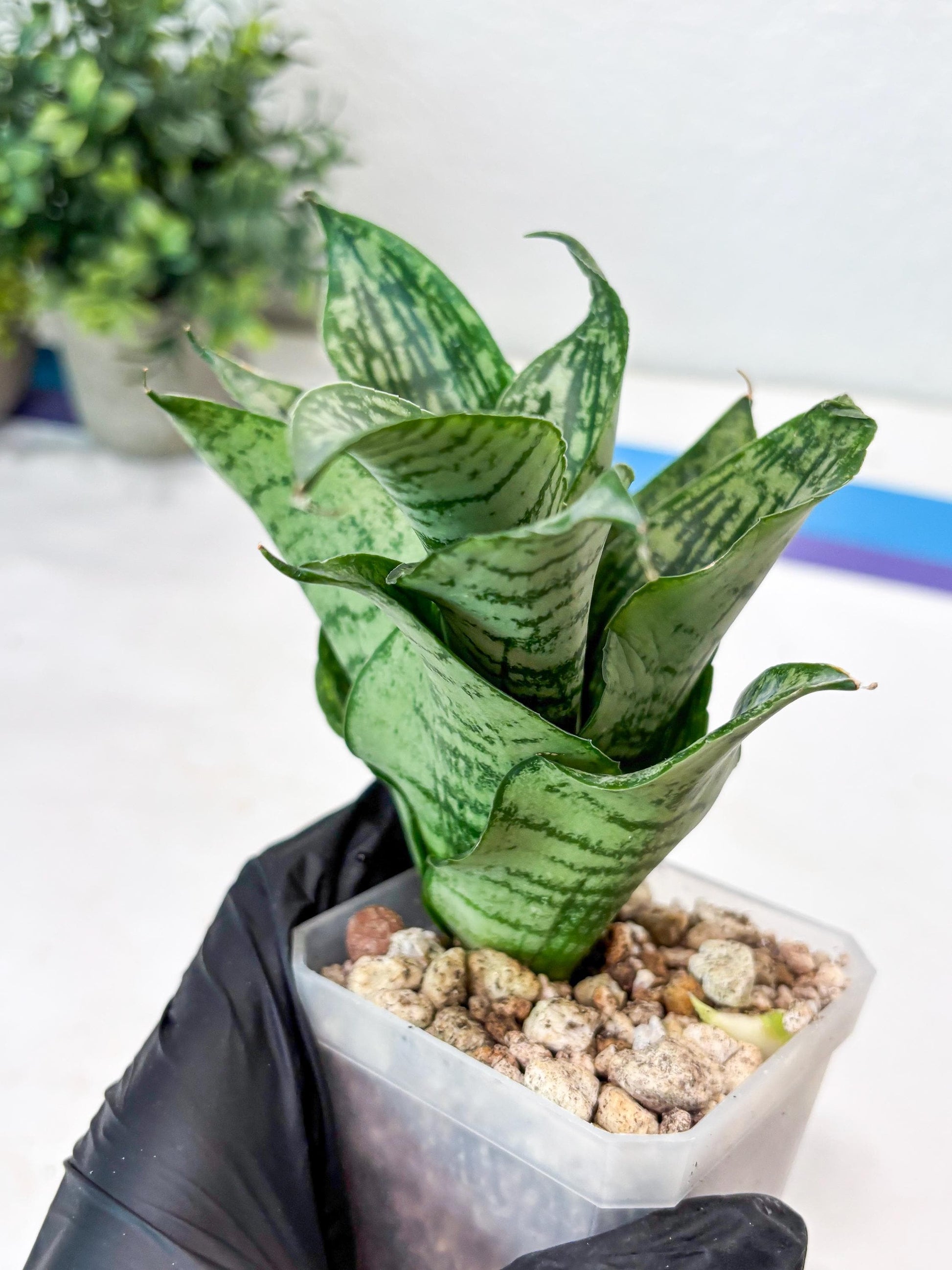 Sansevieria Kahuripan (#Ba58) | Imported Plant