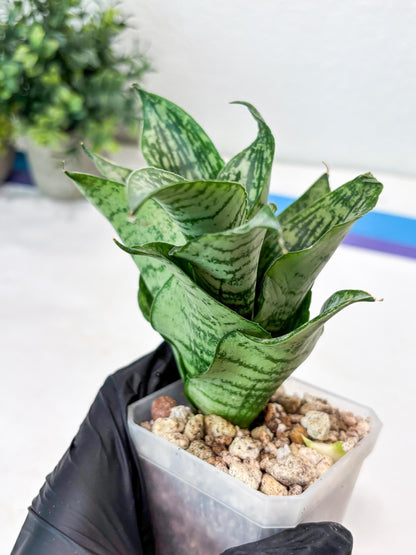 Sansevieria Kahuripan (#Ba58) | Imported Plant