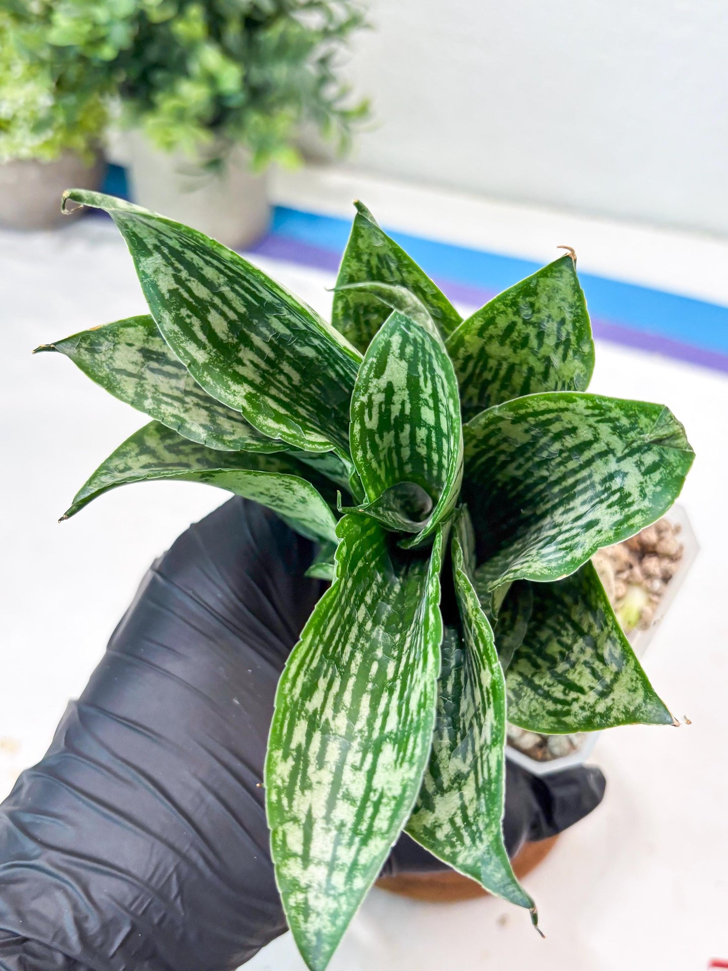 Sansevieria Kahuripan (#Ba58) | Imported Plant