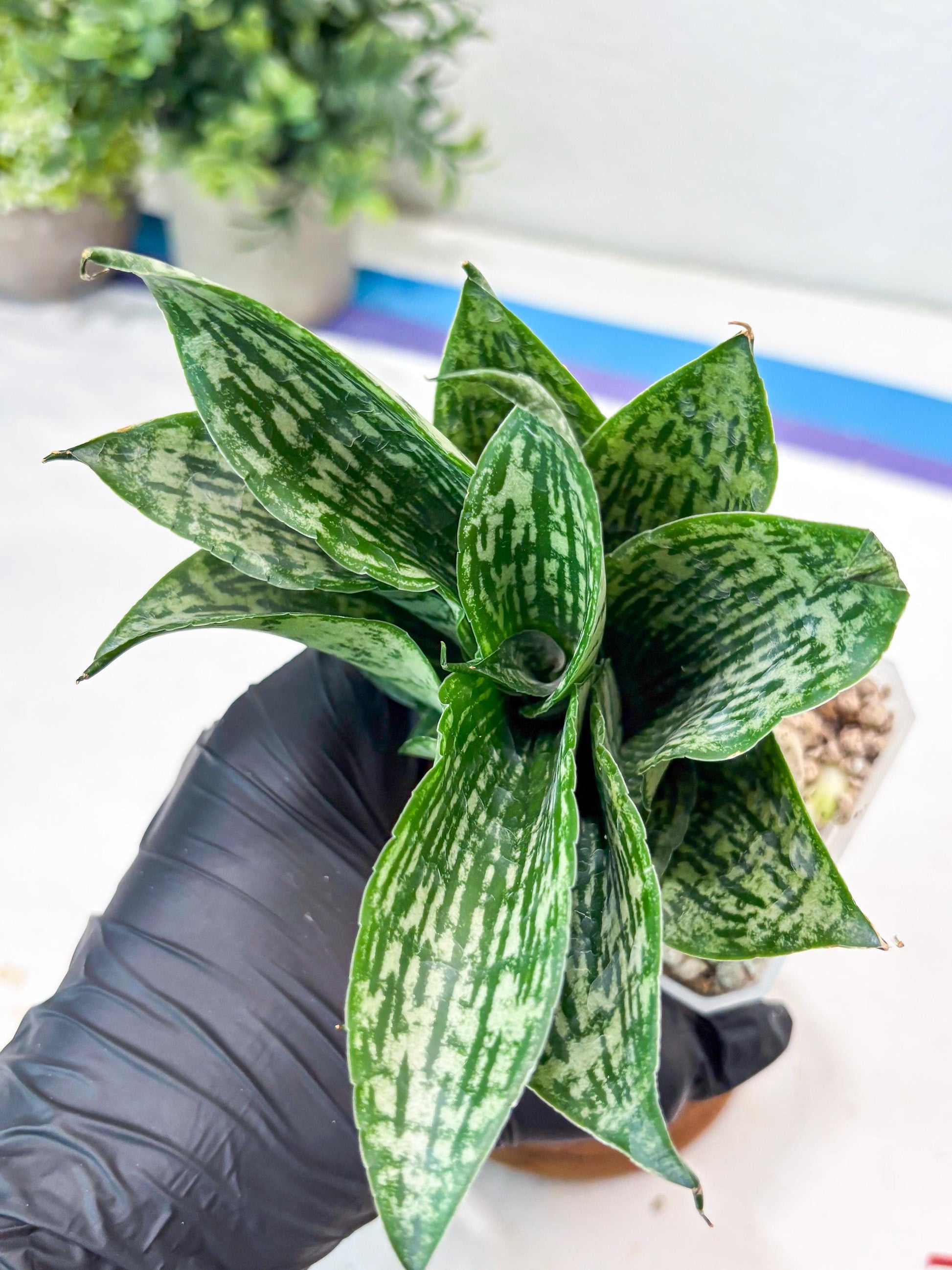 Sansevieria Kahuripan (#Ba58) | Imported Plant