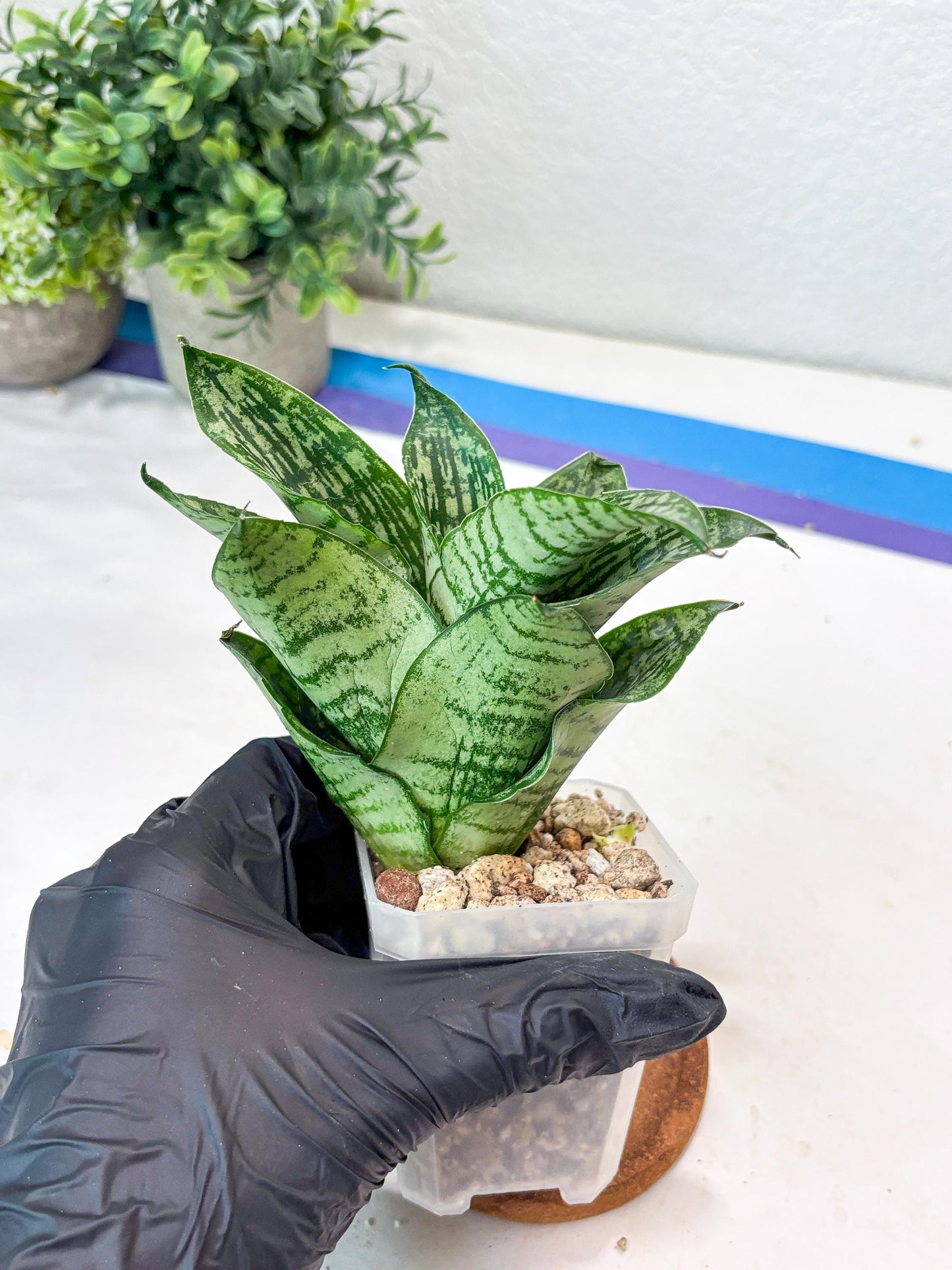 Sansevieria Kahuripan (#Ba58) | Imported Plant