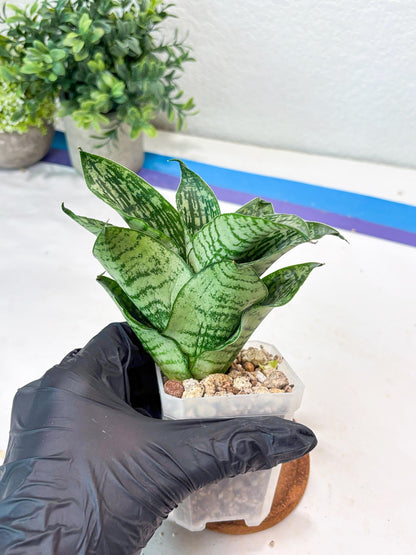 Sansevieria Kahuripan (#Ba58) | Imported Plant