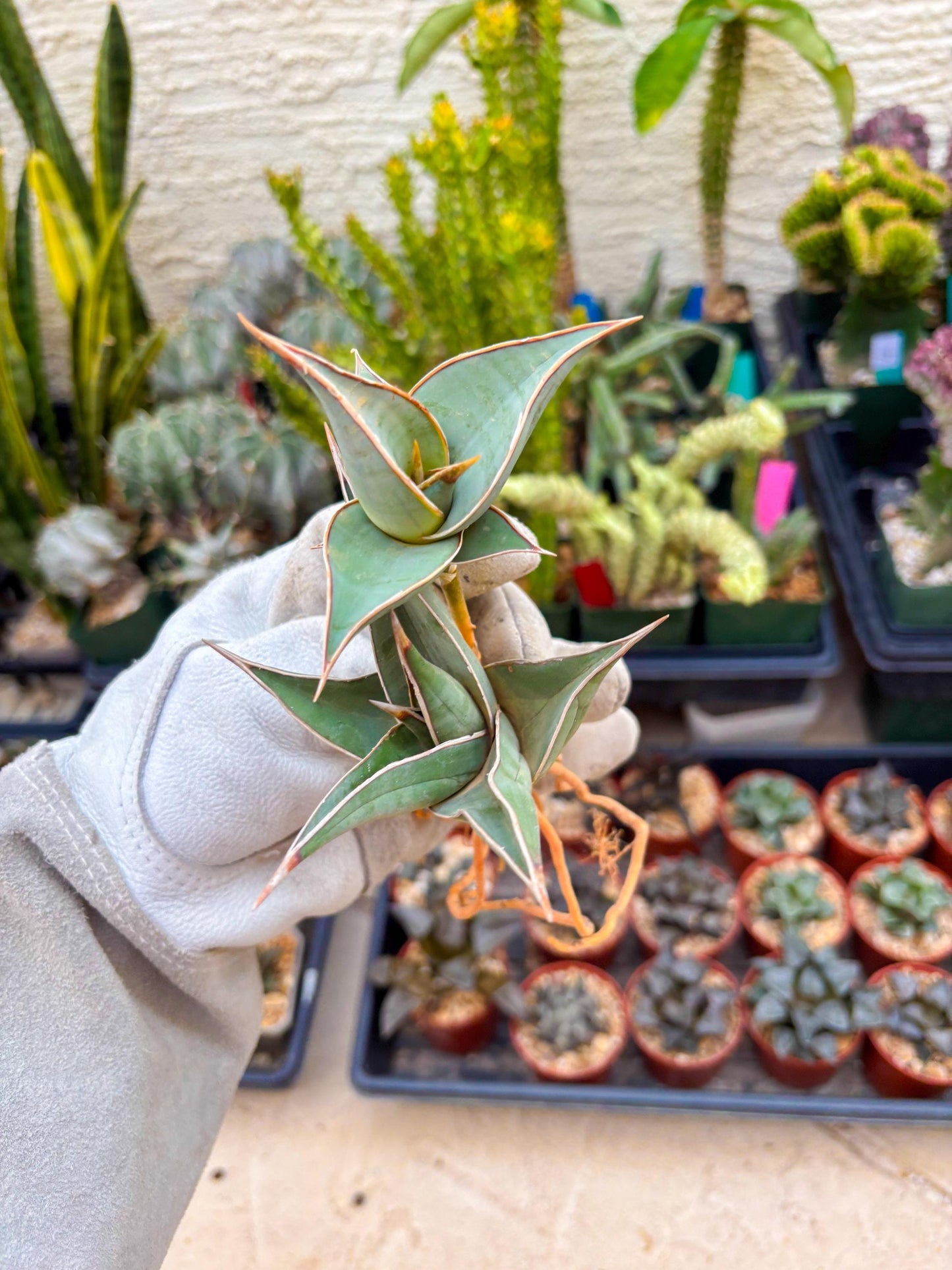 Sansevieria Pinguicula | Rare Import