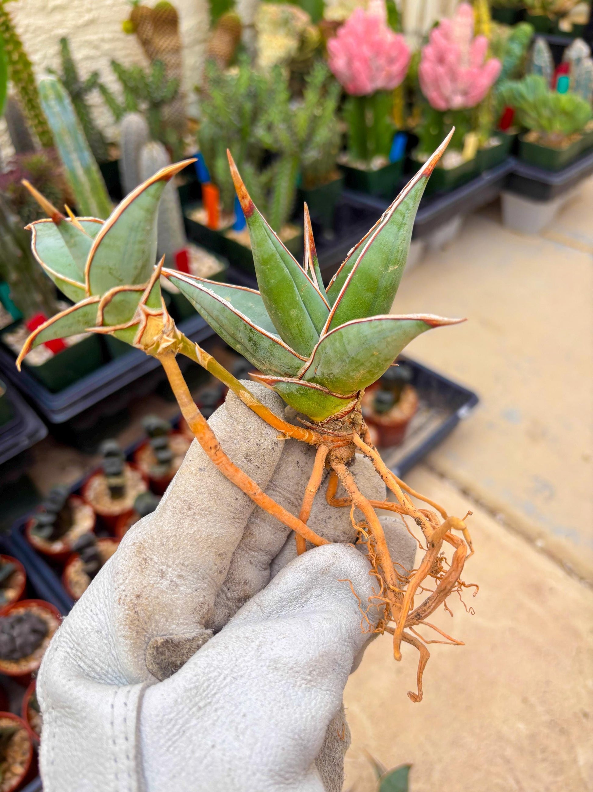 Sansevieria Pinguicula | Rare Import