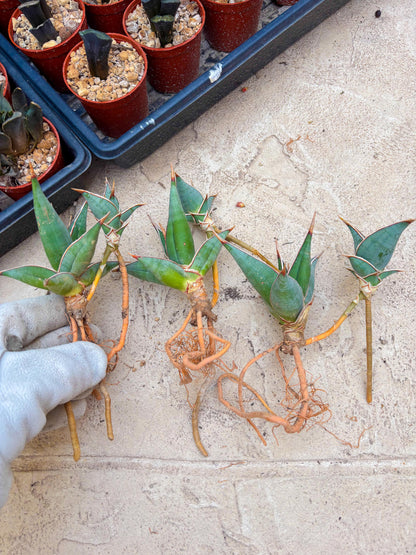 Sansevieria Pinguicula | Rare Import