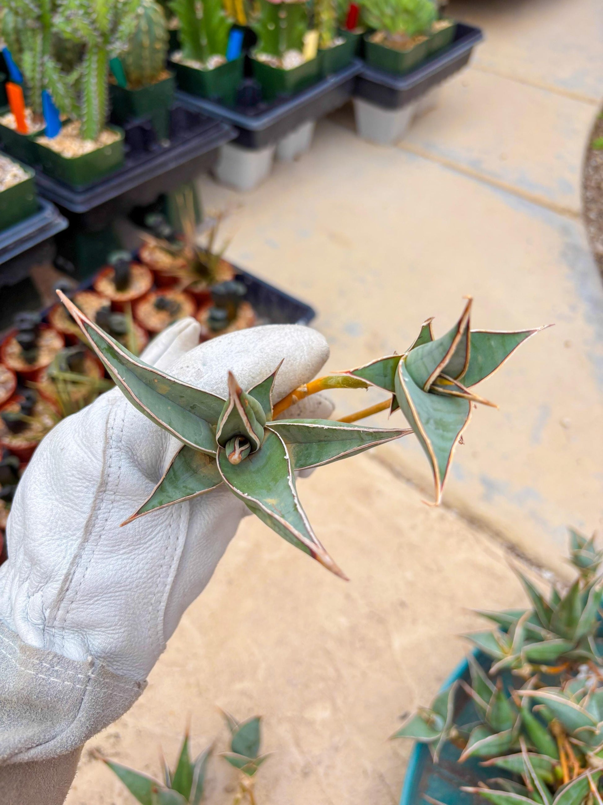 Sansevieria Pinguicula | Rare Import