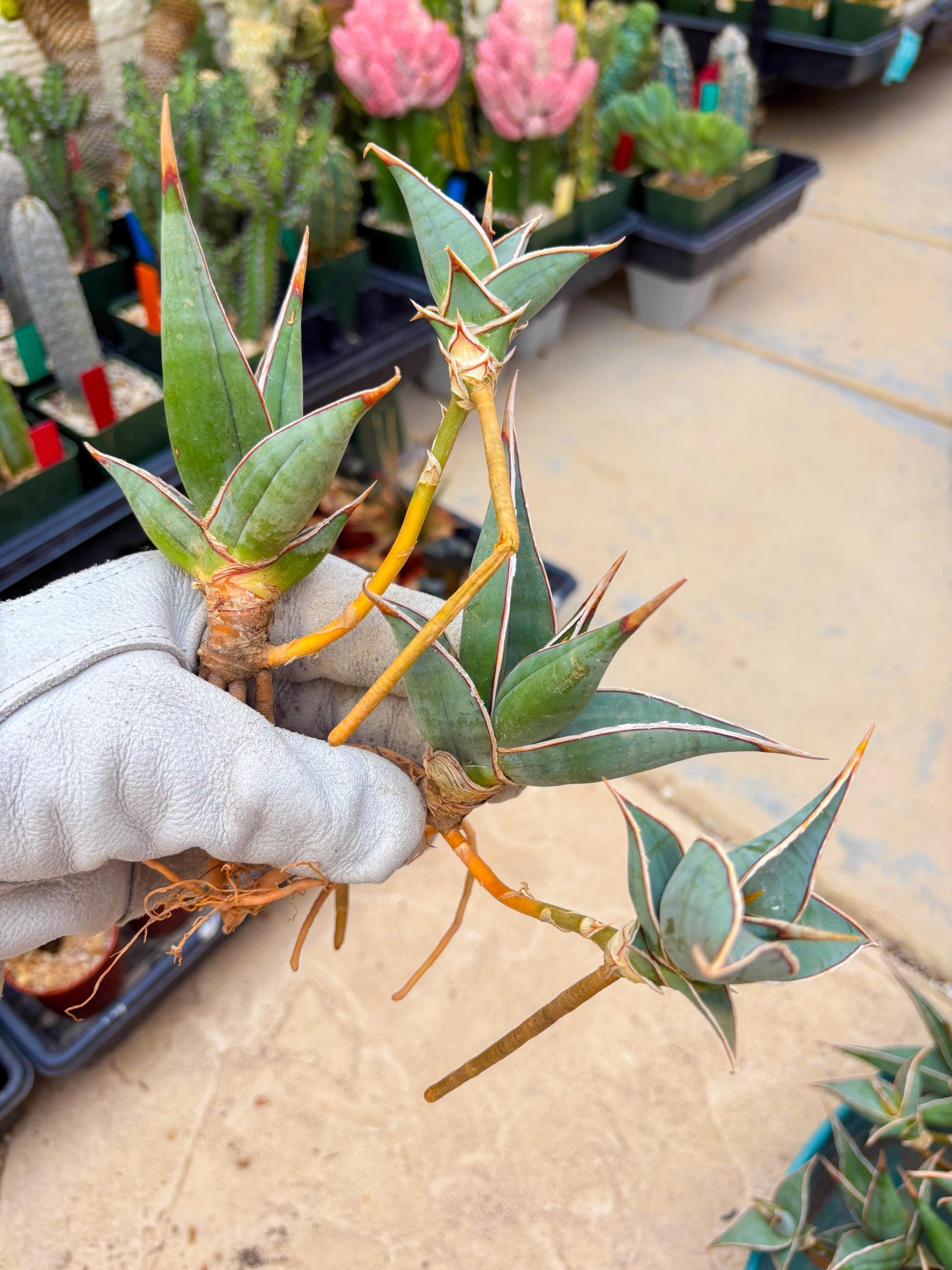 Sansevieria Pinguicula | Rare Import