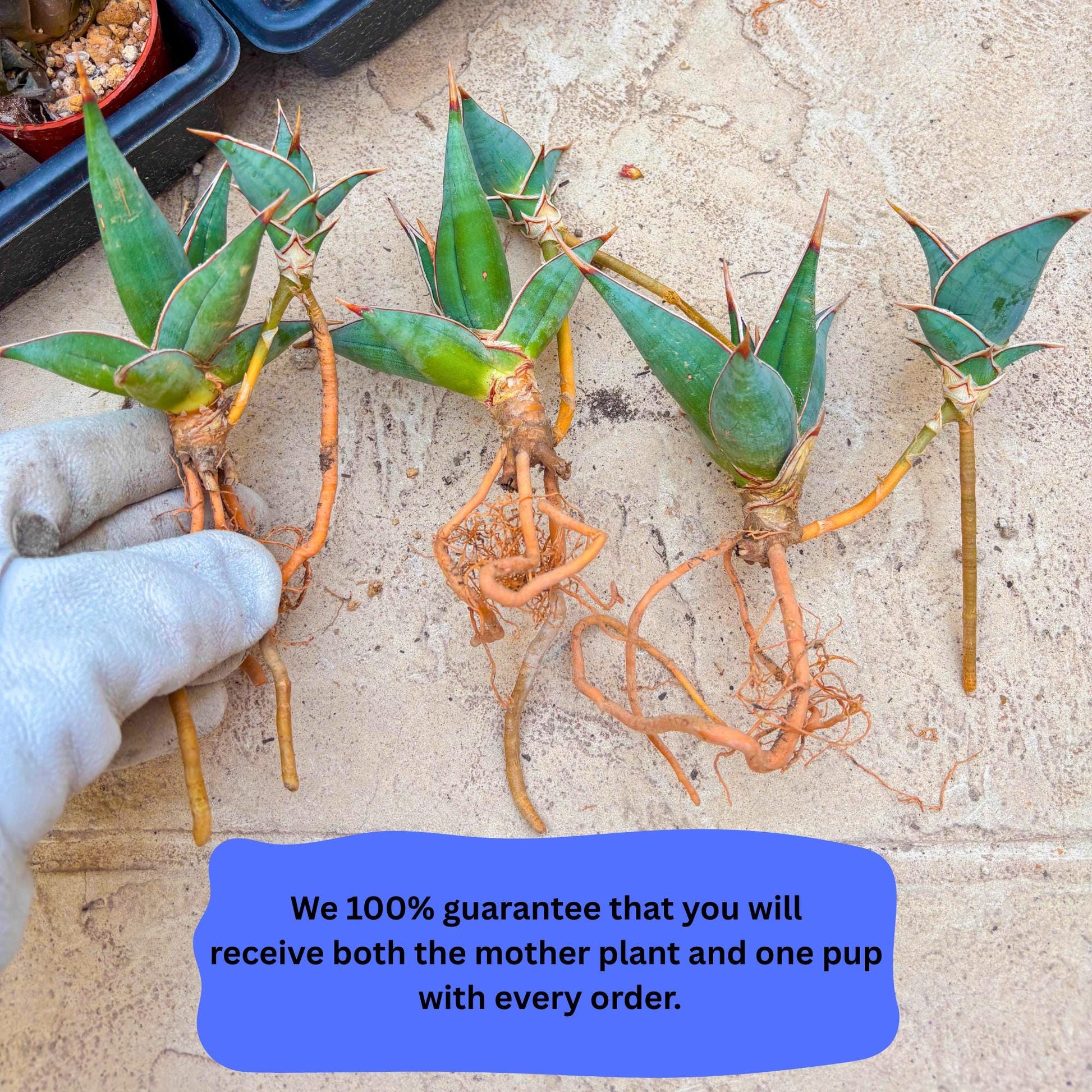 Sansevieria Pinguicula | Rare Import