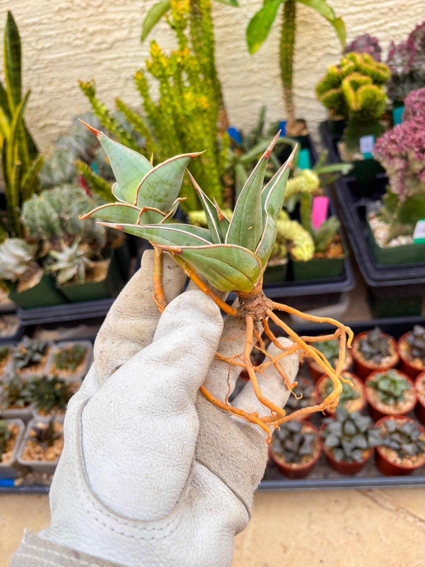 Sansevieria Pinguicula | Walking Sansevieria | Pingu
