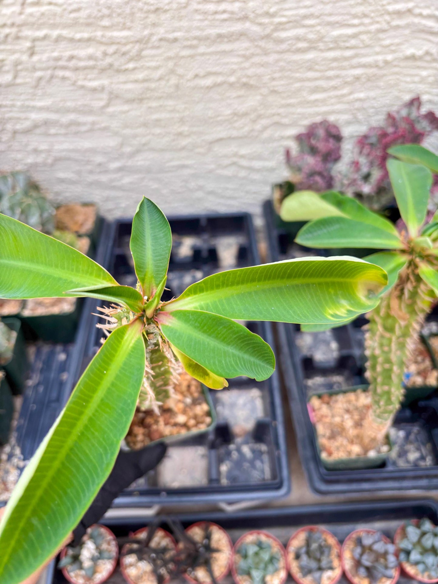 Eupho Viguieri var. Ankarafantsiensis (P-G) | Imported plants