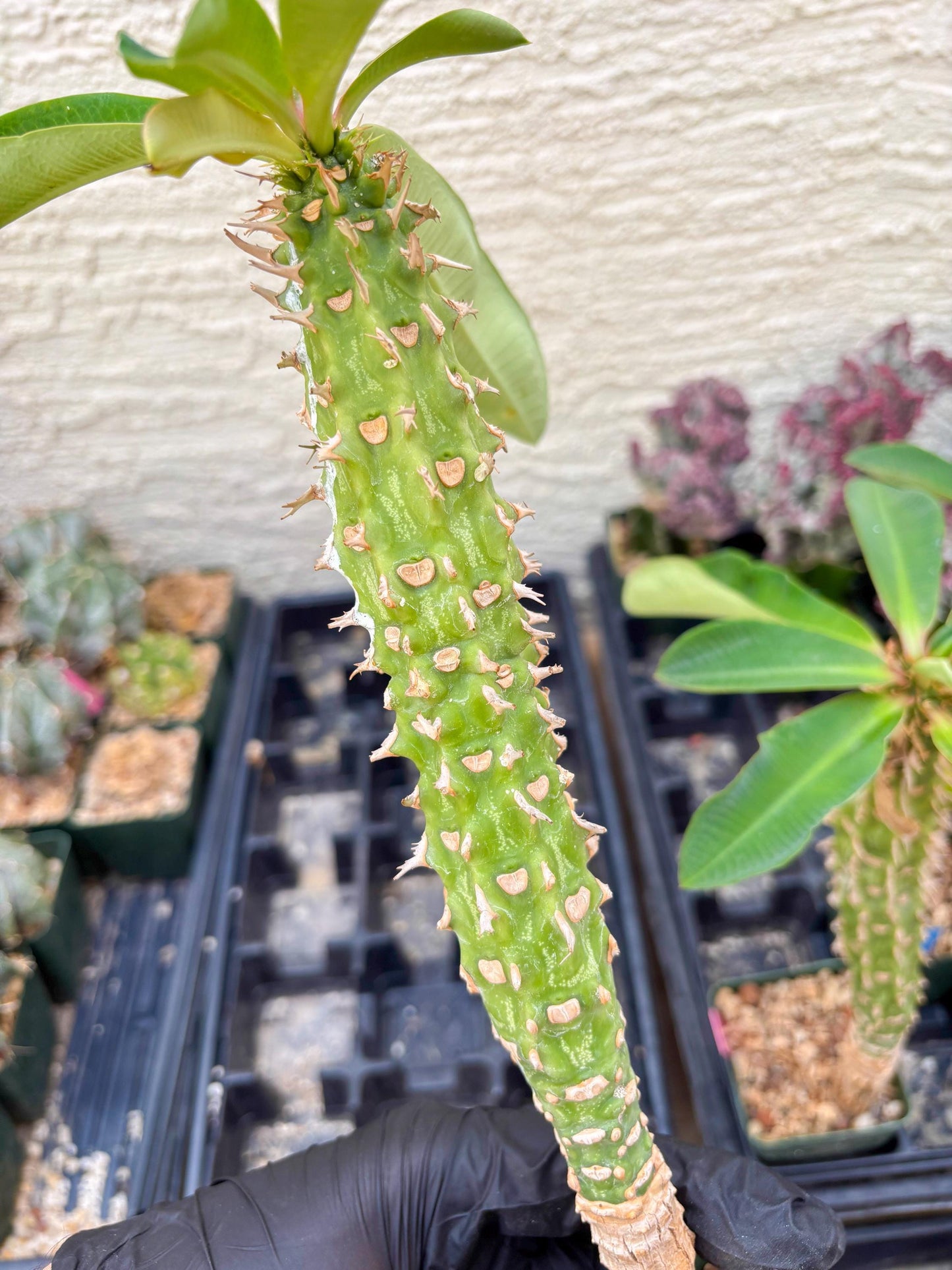 Eupho Viguieri var. Ankarafantsiensis (P-G) | Imported plants