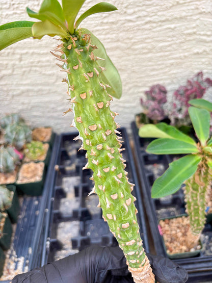 Eupho Viguieri var. Ankarafantsiensis (P-G) | Imported plants