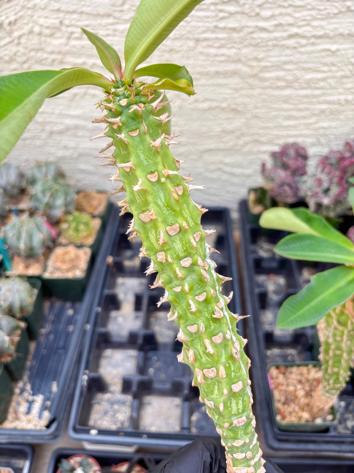 Eupho Viguieri var. Ankarafantsiensis (P-G) | Imported plants