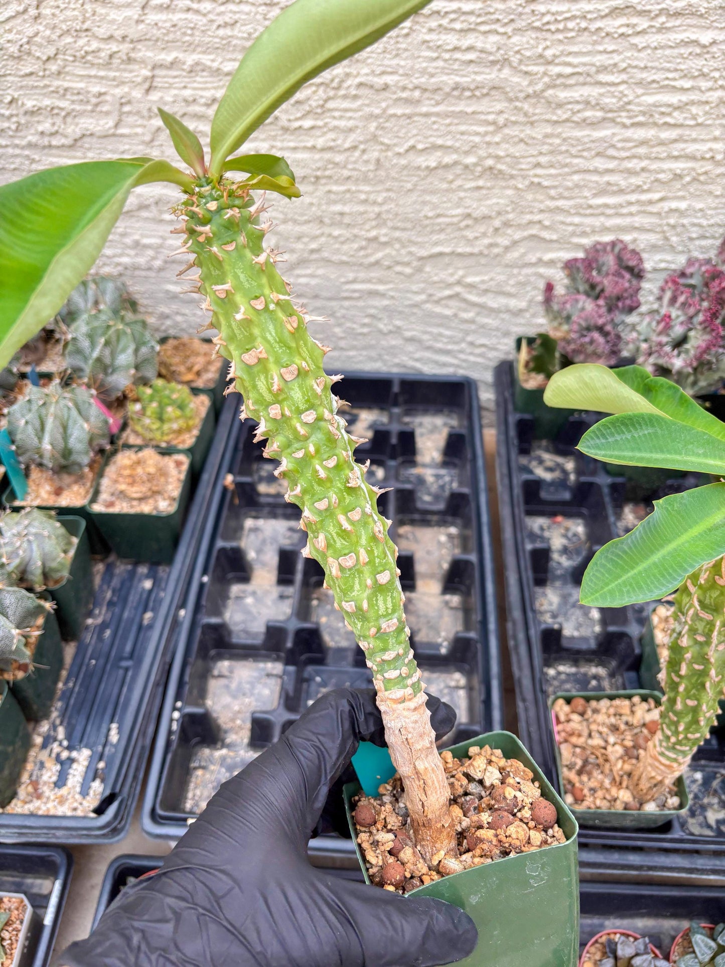 Eupho Viguieri var. Ankarafantsiensis (P-G) | Imported plants