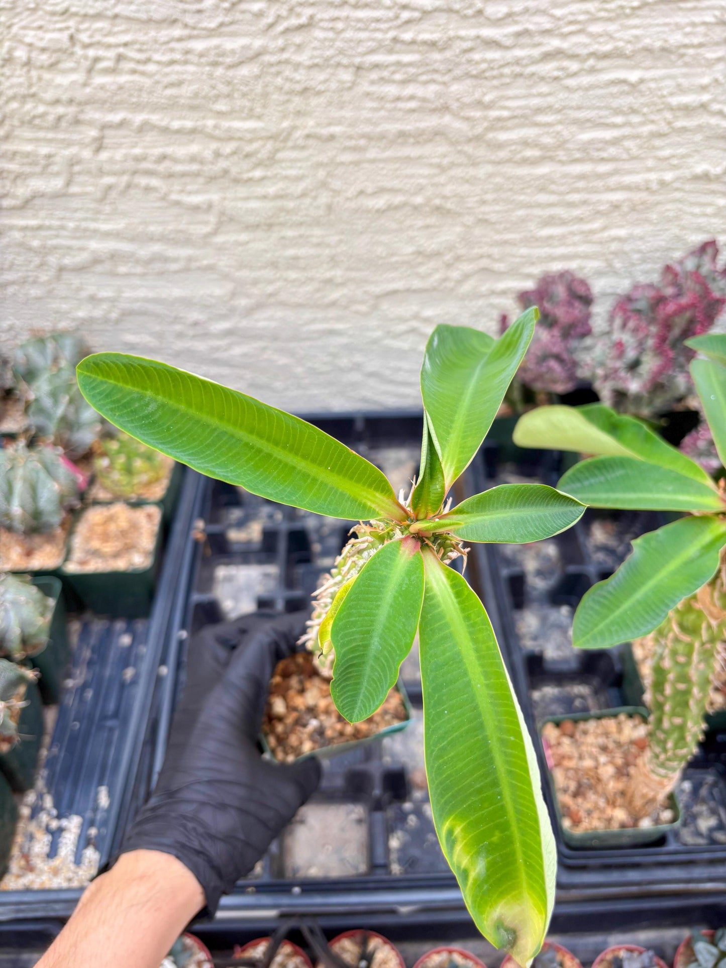 Eupho Viguieri var. Ankarafantsiensis (P-G) | Imported plants