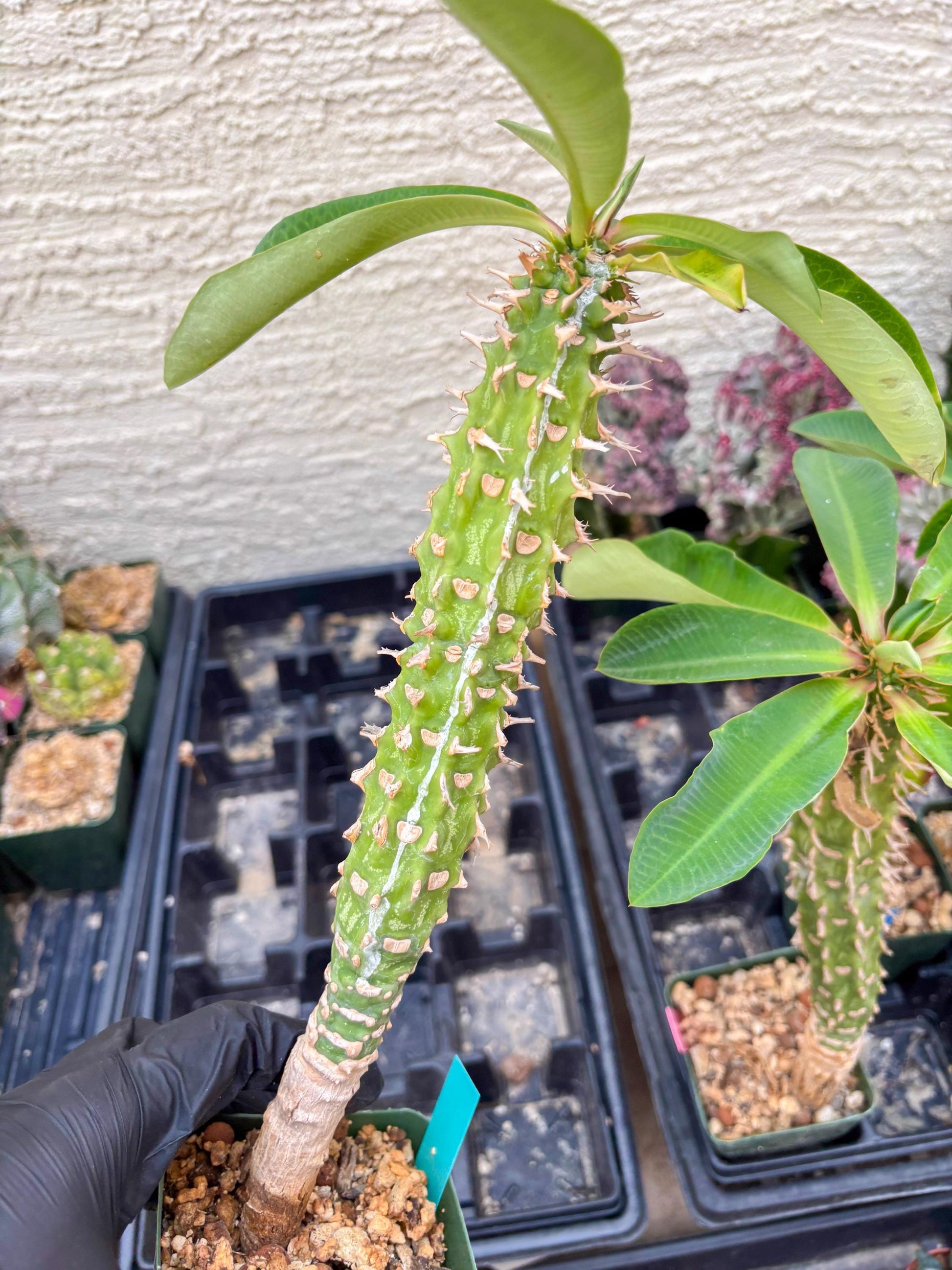 Eupho Viguieri var. Ankarafantsiensis (P-G) | Imported plants