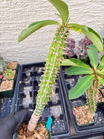 Eupho Viguieri var. Ankarafantsiensis (P-G) | Imported plants