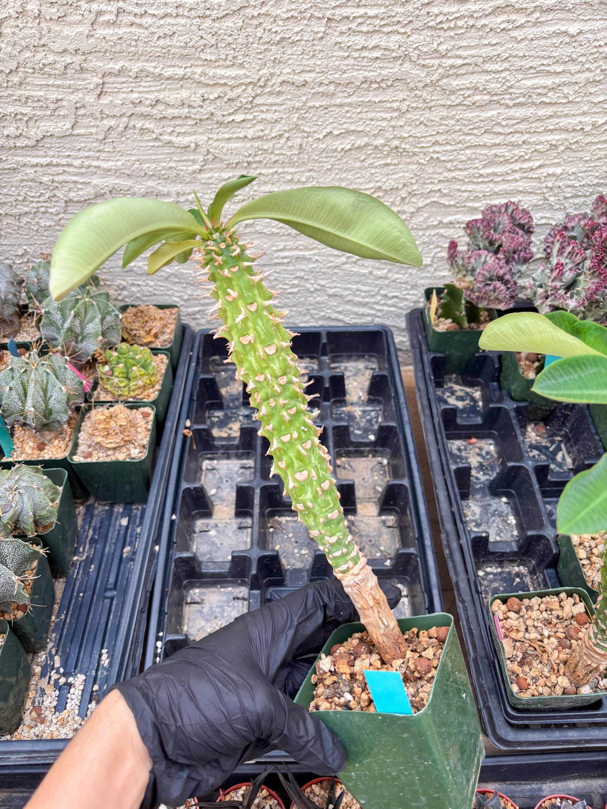 Eupho Viguieri var. Ankarafantsiensis (P-G) | Imported plants