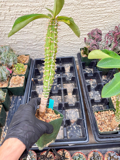 Eupho Viguieri var. Ankarafantsiensis (P-G) | Imported plants