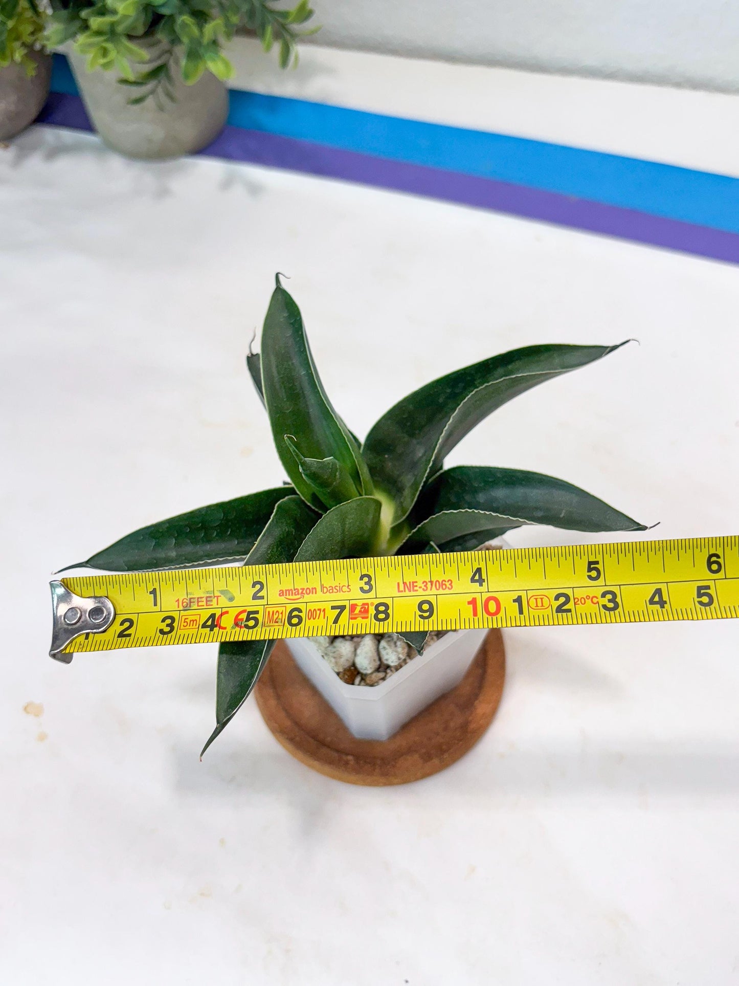 Sansevieria Kenarok (#Ba60) | Rare Hybrid Snake Plant