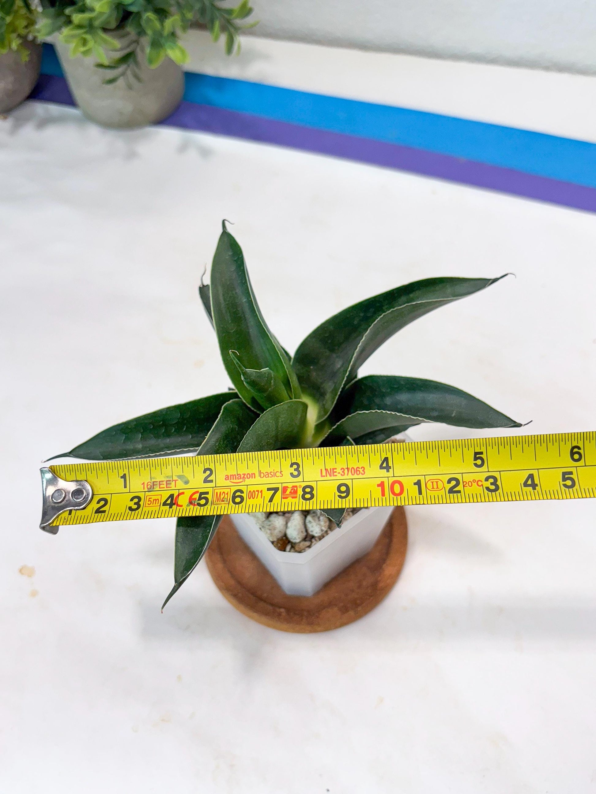 Sansevieria Kenarok (#Ba60) | Rare Hybrid Snake Plant