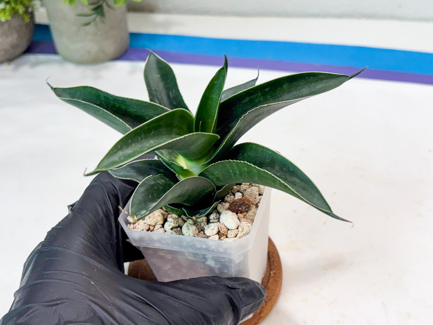 Sansevieria Kenarok (#Ba60) | Rare Hybrid Snake Plant