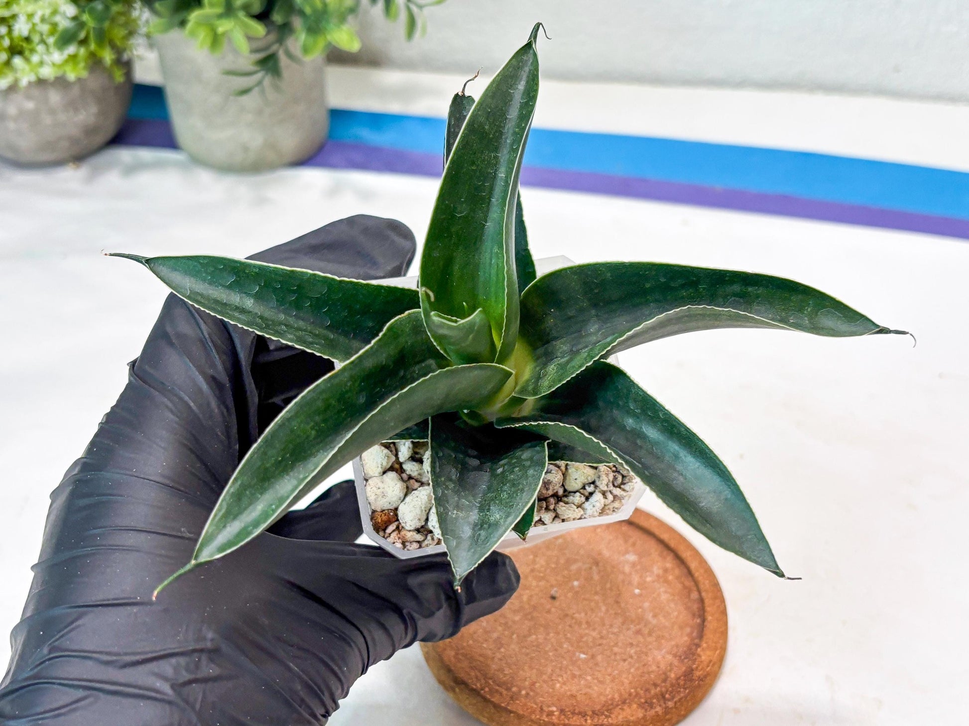 Sansevieria Kenarok (#Ba60) | Rare Hybrid Snake Plant