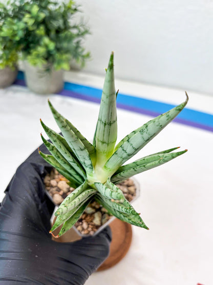 Sansevieria Kesia (#Ba61) | Rare Hybrid Snake Plant