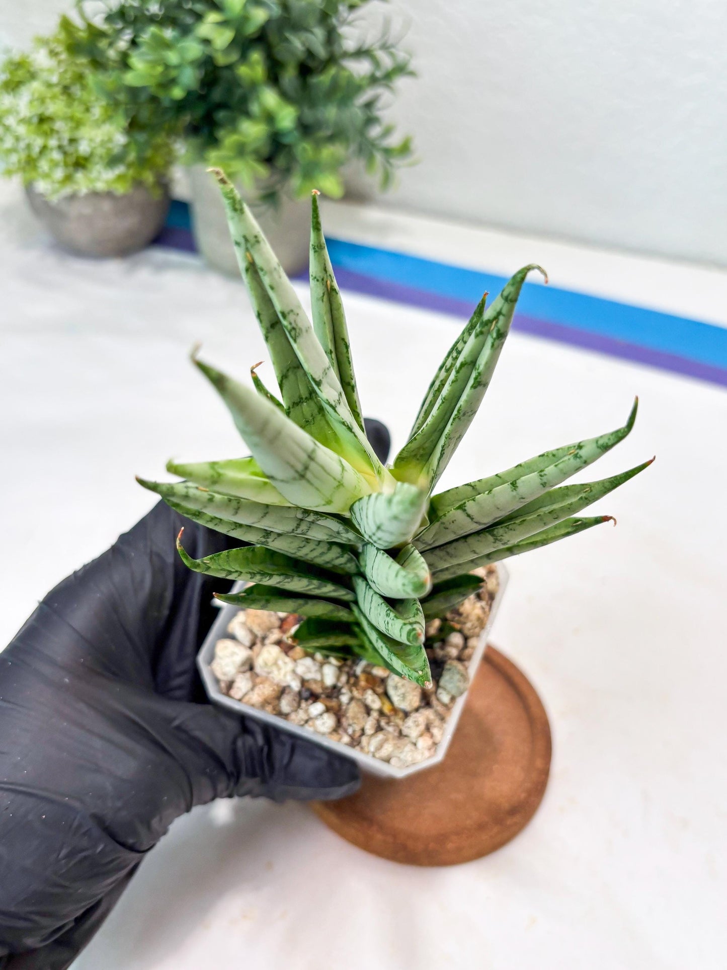 Sansevieria Kesia (#Ba61) | Rare Hybrid Snake Plant
